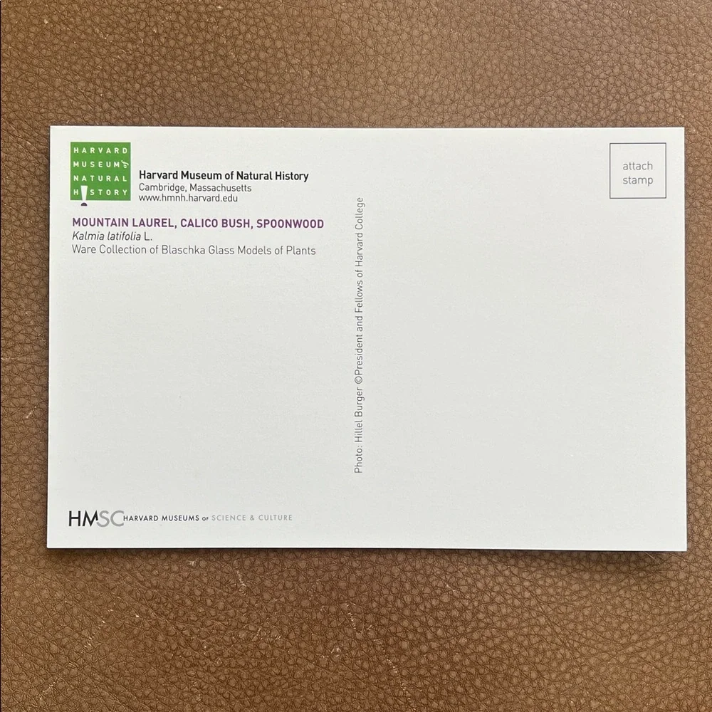 Unbranded unposted postcard